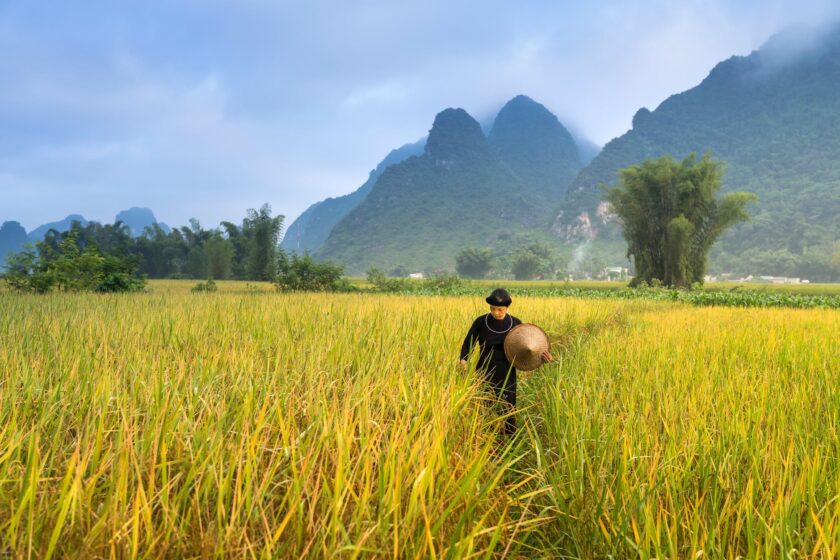 person walking in the middle of green grass field